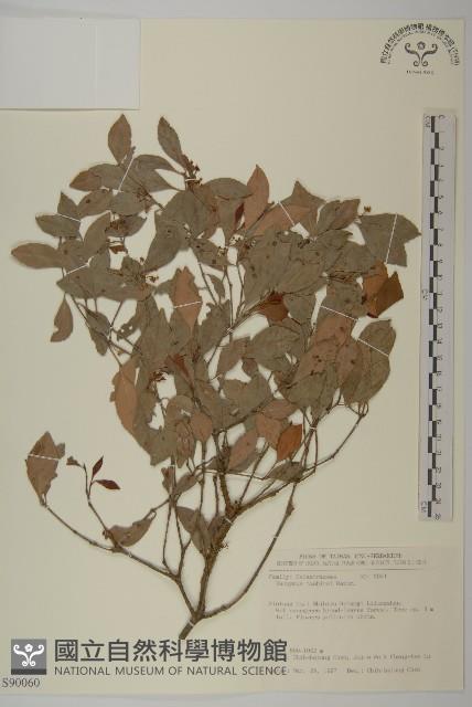 菱葉衛矛藏品圖，第1張