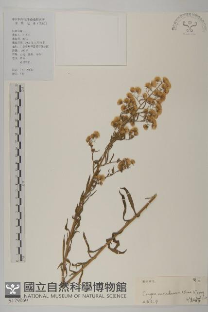 加拿大蓬藏品圖，第1張