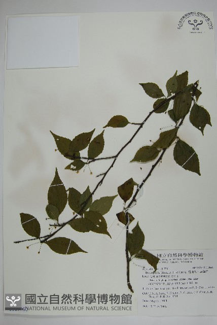 燈稱花、烏雞骨藏品圖，第1張