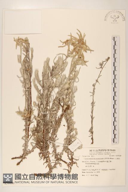 火絨草藏品圖，第1張