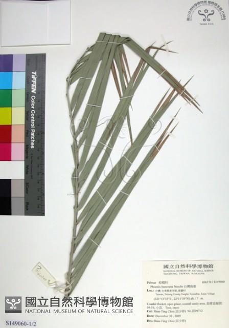 台灣海棗藏品圖，第1張