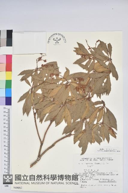 日本馬醉木藏品圖，第1張