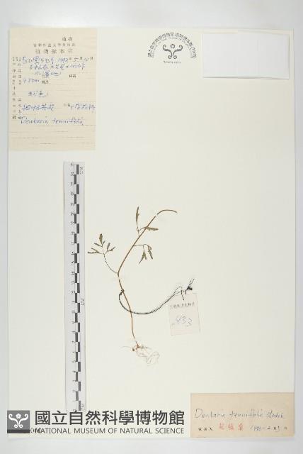 細葉石芥花藏品圖，第1張