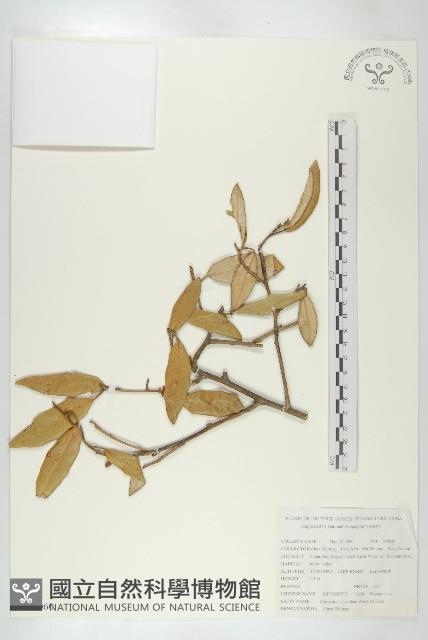 披針葉胡頹子藏品圖，第1張