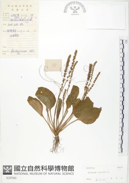 車前草藏品圖，第1張