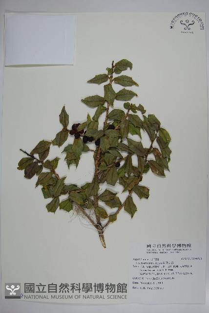 苗栗冬青藏品圖，第1張