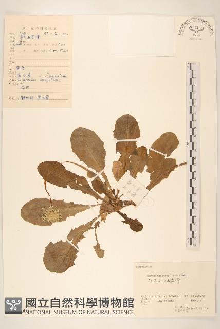 蒲公英藏品圖，第1張
