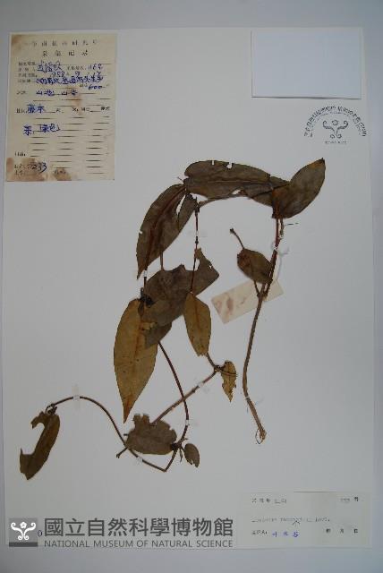 貴州忍冬藏品圖，第1張