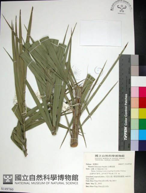 台灣海棗藏品圖，第1張