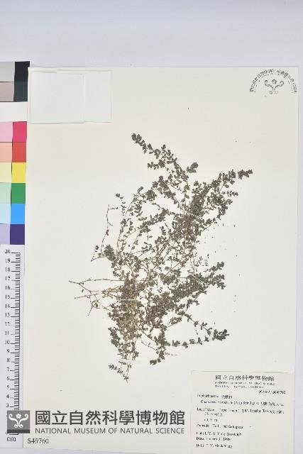 伏生大戟藏品圖，第1張