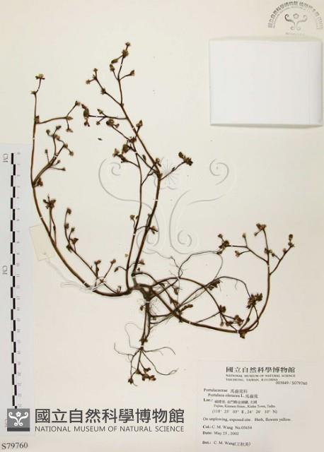 馬齒莧藏品圖，第1張