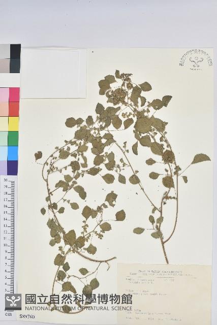 印度鐵莧藏品圖，第1張