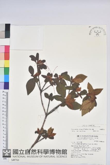 金毛杜鵑藏品圖，第1張