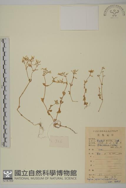瓜槌草、漆姑草藏品圖，第1張