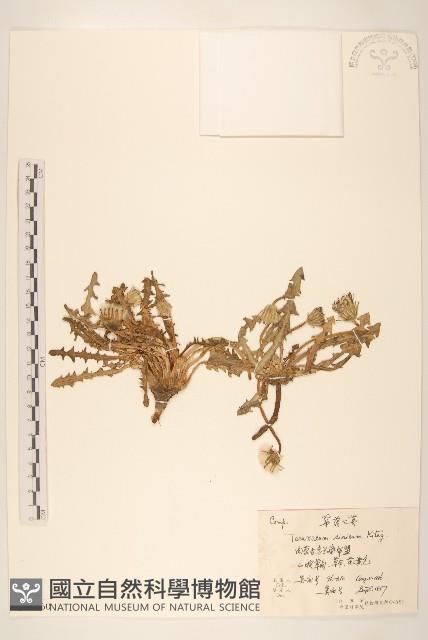 華蒲公英藏品圖，第1張