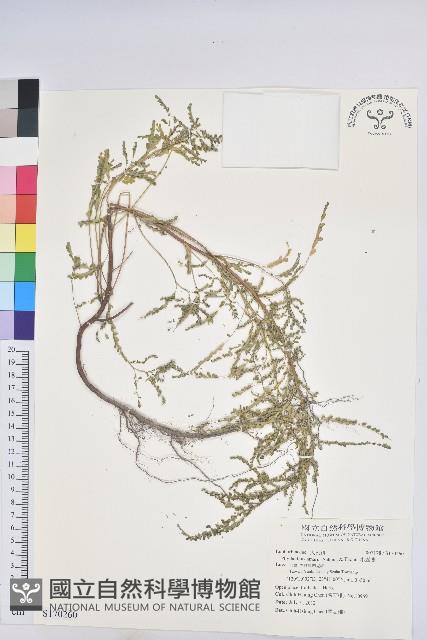 小返魂藏品圖，第1張