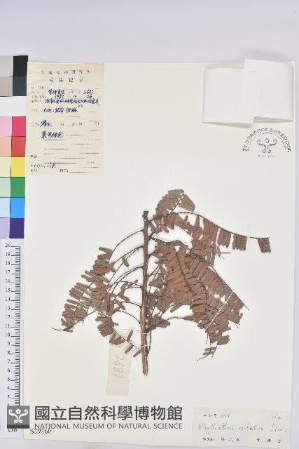 油柑藏品圖，第1張