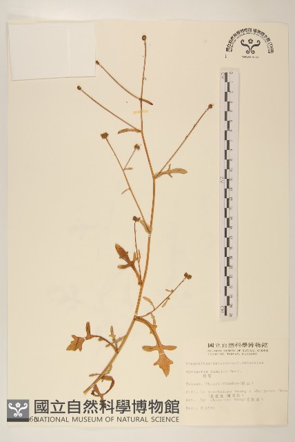 矮菊藏品圖，第1張