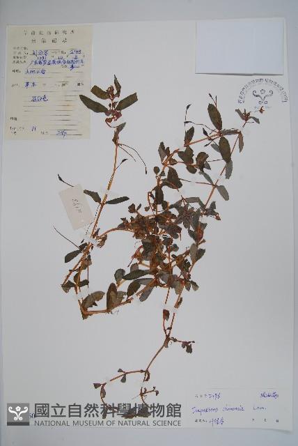 華鳳仙藏品圖，第1張