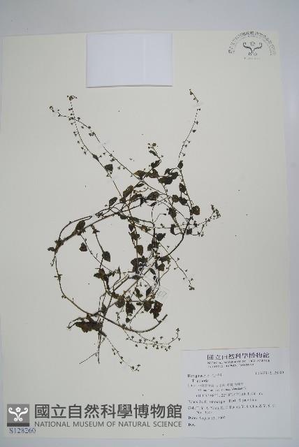 登錄號:S128260藏品圖，第1張