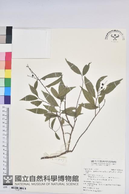 日本五月茶、南投五月茶藏品圖，第1張