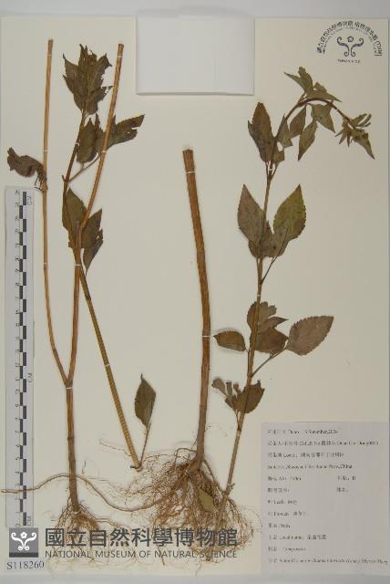 鬼針舅藏品圖，第1張