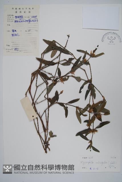 柳葉水蓑衣藏品圖，第1張