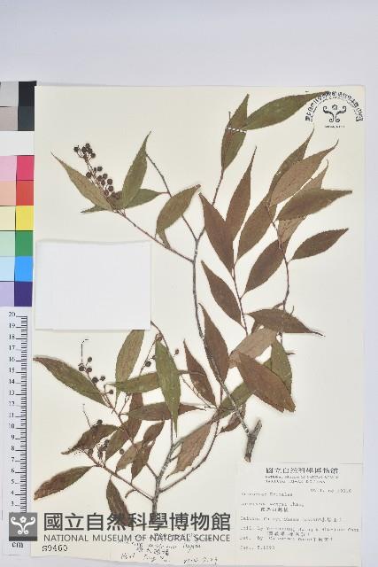 巒大越橘藏品圖，第1張