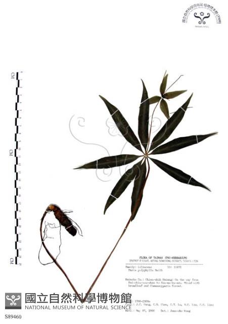 七葉一枝花藏品圖，第1張
