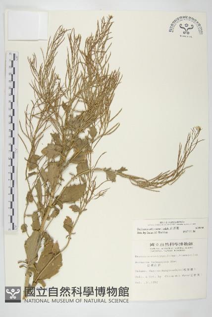 山芥菜藏品圖，第1張