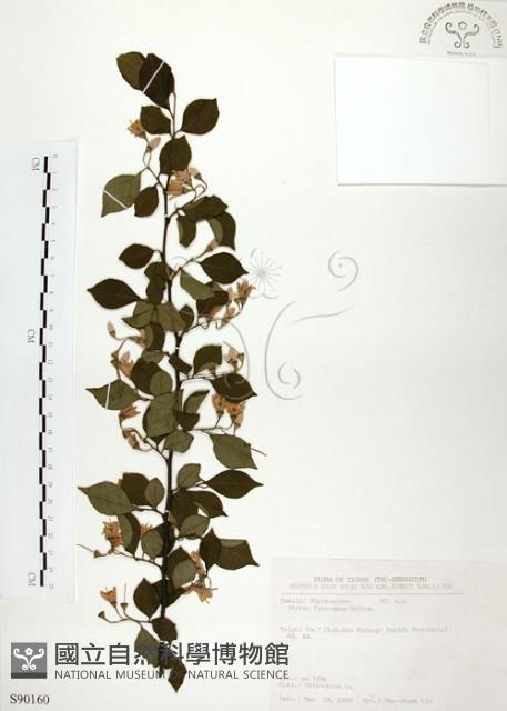 烏皮九芎、奮起湖野茉莉藏品圖，第1張