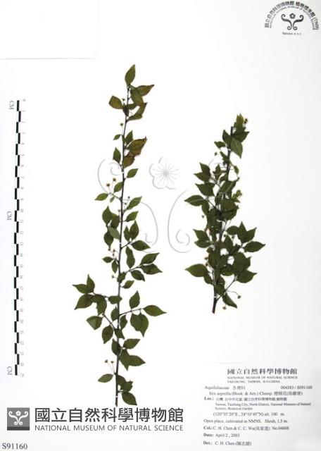 燈稱花、烏雞骨藏品圖，第1張