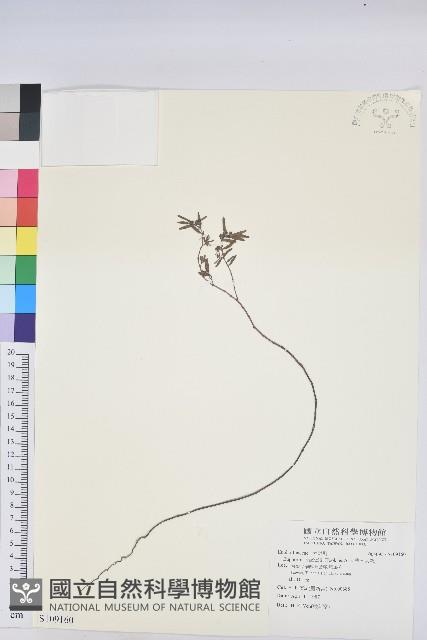 華南大戟藏品圖，第1張