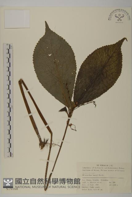 寬葉金粟蘭藏品圖，第1張