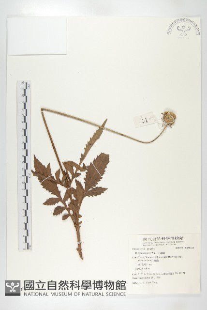 川續斷藏品圖，第1張