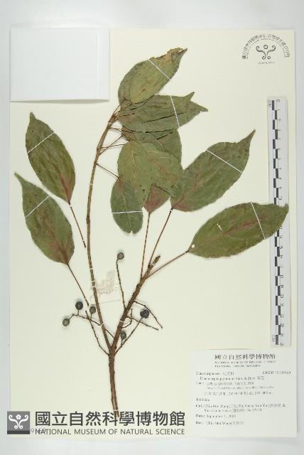 薯豆藏品圖，第1張