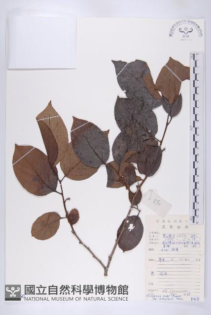 油柿藏品圖，第1張