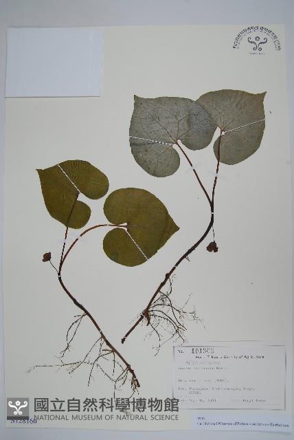 雙葉細辛藏品圖，第1張