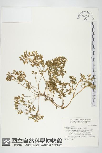 紅子佛甲草藏品圖，第1張