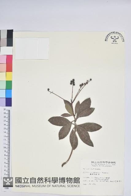 臺灣馬醉木藏品圖，第1張