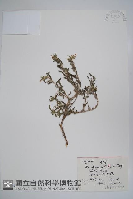 紫筒草藏品圖，第1張