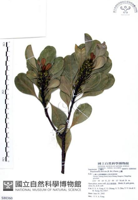 山欖、樹青藏品圖，第1張