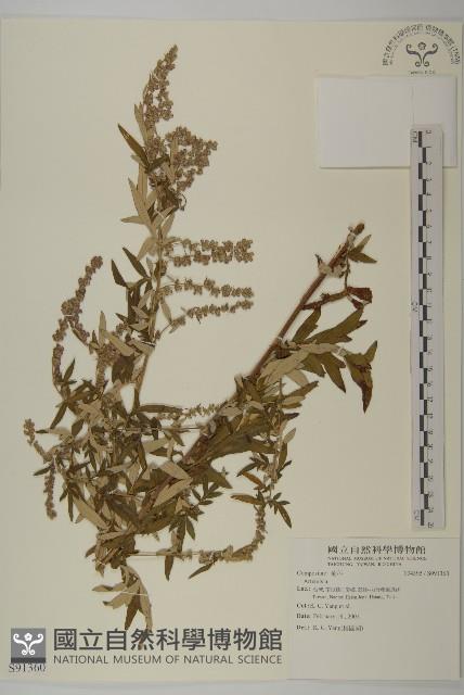 登錄號:S091360藏品圖，第1張