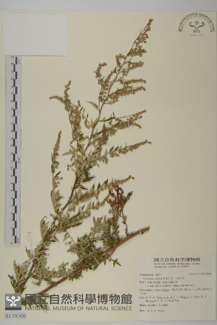 登錄號:S119360藏品圖，第1張