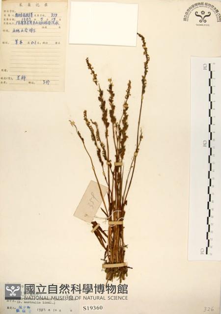 綬草藏品圖，第1張