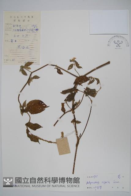 土牛膝藏品圖，第1張