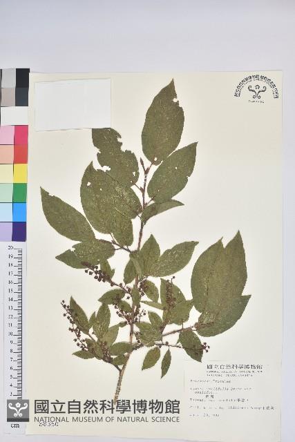 南燭藏品圖，第1張