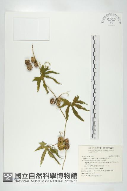 雙輪瓜藏品圖，第1張