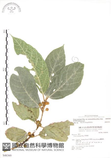 對葉榕藏品圖，第1張