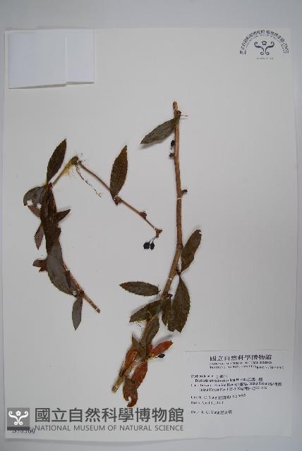 眠月小蘗藏品圖，第1張